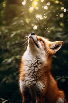 a red fox looking up into the sky