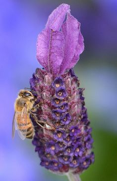 a bee is sitting on a purple flower