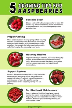 the benefits of strawberries info