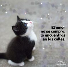 a black and white cat sitting on top of a floor next to a caption that reads el amo no se compra, lo enventras encuntaras en las calles