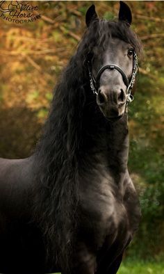 a black horse with long hair standing in front of green grass and trees, looking at the camera