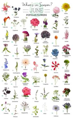 an illustrated poster with flowers in different colors and sizes, including the words what's in season?