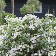 white flowers are blooming in the garden next to a black house and shrubbery