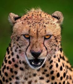 a cheetah looking at the camera with an intense look on it's face