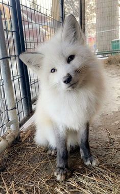 a small white fox sitting on top of hay in a fenced in area with other animals