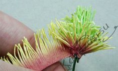 a hand holding a flower with yellow and pink petals