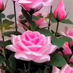 pink roses are blooming in a vase with green leaves on the stems and petals