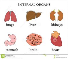 the organ organs and their names