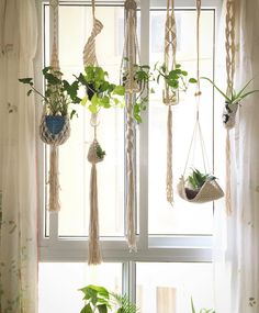 some plants hanging from the side of a window