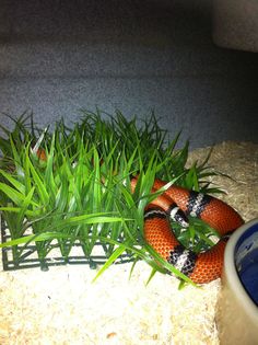 an orange snake is curled up in the grass next to some green plants and hay