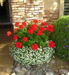 red and white flowers in a rock garden bed