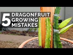 an image of a plant with the words 5 dragonfruit growing mistakes