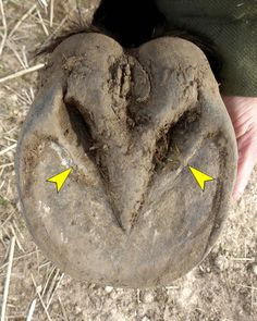 a person holding a large piece of dirt with two yellow arrows pointing to the left