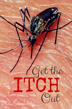 Get rid of the itch in mosquito, chigger, black fly or other insect bites with this huge list of natural home remedies! From grandmother's tricks to herbs to essential oils, this post has it all. http://www.kitchenstewardship.com/2014/06/26/get-the-itch-out-natural-bug-bite-relief-options/ Treating Mosquito Bites, Remedies For Bug Bites, Natural Bug Bite Relief, Itchy Bug Bites, Black Fly