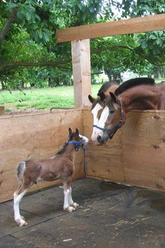 a brown horse standing next to a baby horse on top of a wooden fenced in area