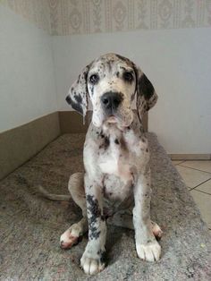 a white and black dog sitting on top of a bed next to a tiled floor