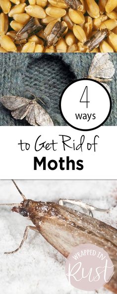 moths and moths with text overlay that says 4 ways to get rid of moths