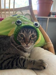 a cat wearing a frog hat on top of a chair