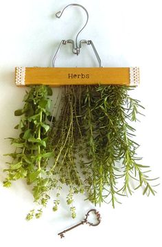 herbs are hanging on a hook with the word herbs