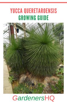 the yuca queteradresis growing guide is shown in front of a greenhouse