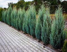 a row of green plants sitting next to each other on a brick walkway in the middle of a park