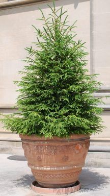 a potted plant sitting on top of a cement floor next to a building wall