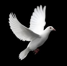 a white dove flying in the air with its wings spread