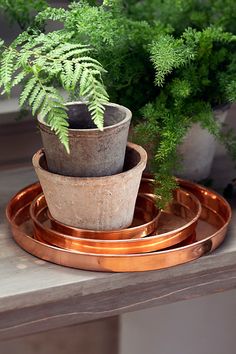 a potted plant sitting on top of a metal tray next to a green plant