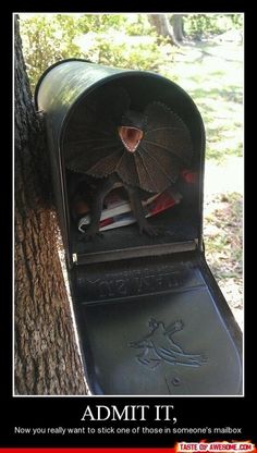 an animal that is inside of a mailbox