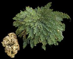 the top view of a tree with green leaves on it and an object next to it