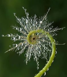 a dandelion with drops of water on it's top and bottom half