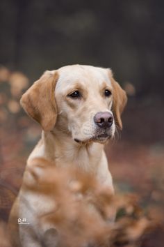 a close up of a dog in the grass