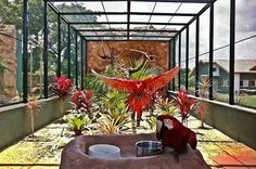 a red parrot sitting on top of a bird bath in front of a building with lots of plants