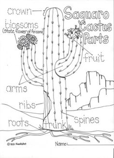 a diagram of the parts of a cactus