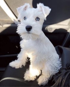 a small white dog sitting in the back seat of a car