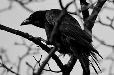 a black bird sitting on top of a tree branch