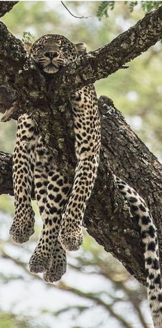 a leopard is sitting in the branches of a tree