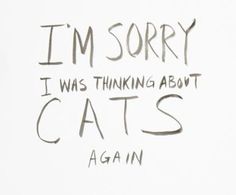 i'm sorry i was thinking about cats again, written on a white background