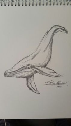 a pencil drawing of a whale's tail