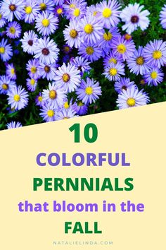 purple flowers with text overlaying the top 10 colorful perennials that bloom in the fall