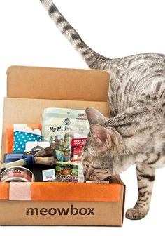 a cat standing on top of a box filled with food