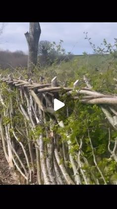 vines growing on the side of a wooden fence in front of a field with trees