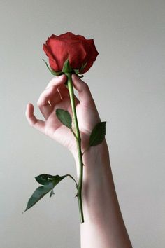 a person holding a red rose in their hand