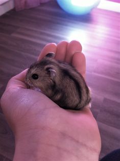 a hamster is sitting in someone's hand while they are petting it