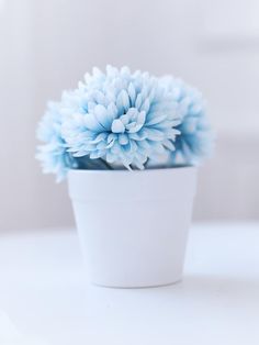 a blue flower in a white pot on a table with the focus on it's petals