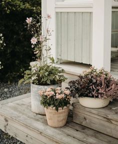 three potted plants sitting on top of a wooden platform