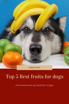 a dog with bananas on his head and some fruit