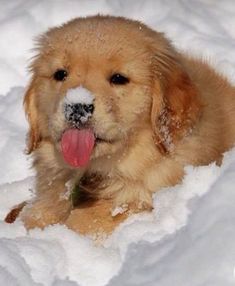 a brown dog laying in the snow with its tongue out and it's tongue hanging out