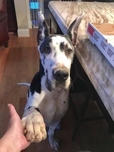 a black and white dog standing next to a table with a person holding it's hand