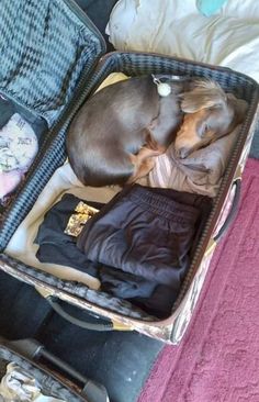 two puppies are sleeping in an open suitcase